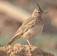 Crested Lark