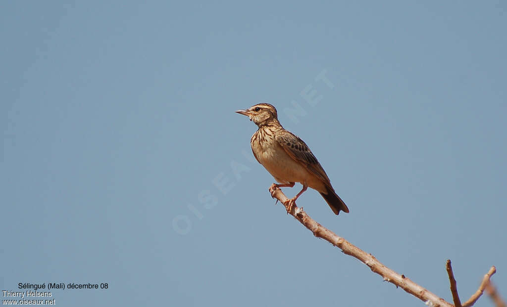 Sun Larkadult, Behaviour