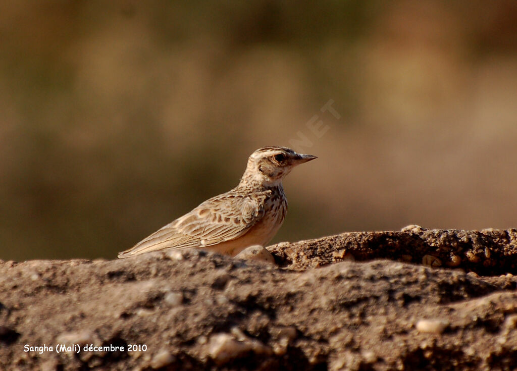 Sun Larkadult