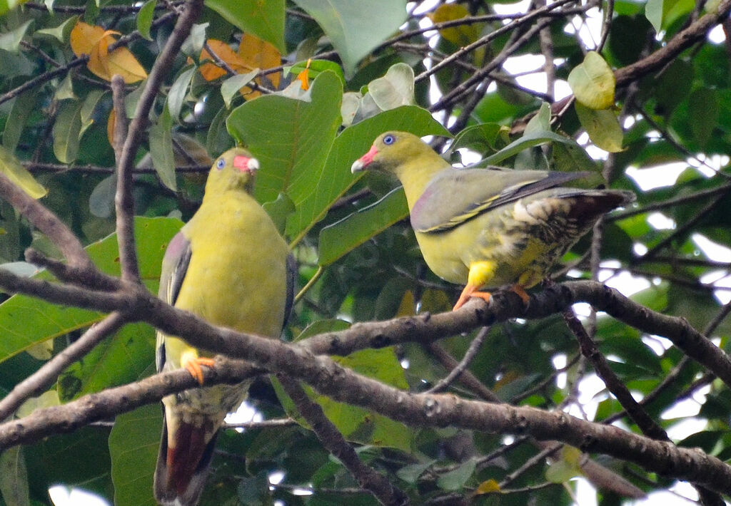 African Green Pigeonadult, identification