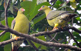 African Green Pigeon