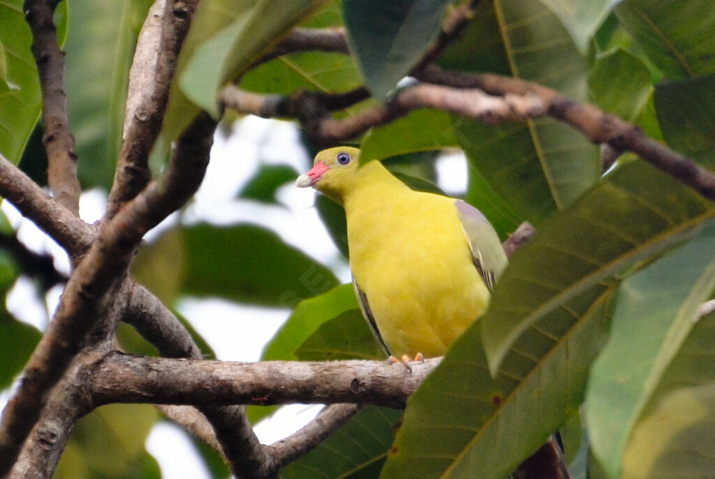 African Green Pigeonadult