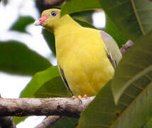 African Green Pigeon