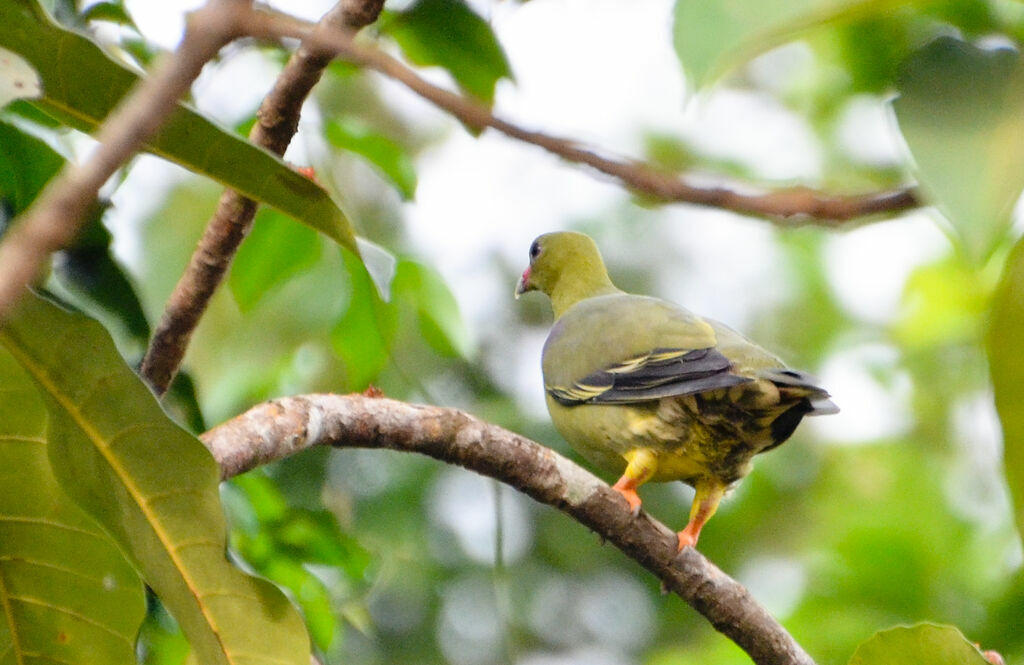 African Green Pigeon, identification