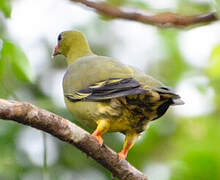 African Green Pigeon