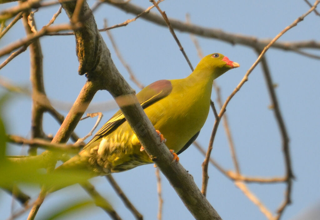 Colombar à front nuadulte, identification