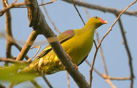 African Green Pigeon