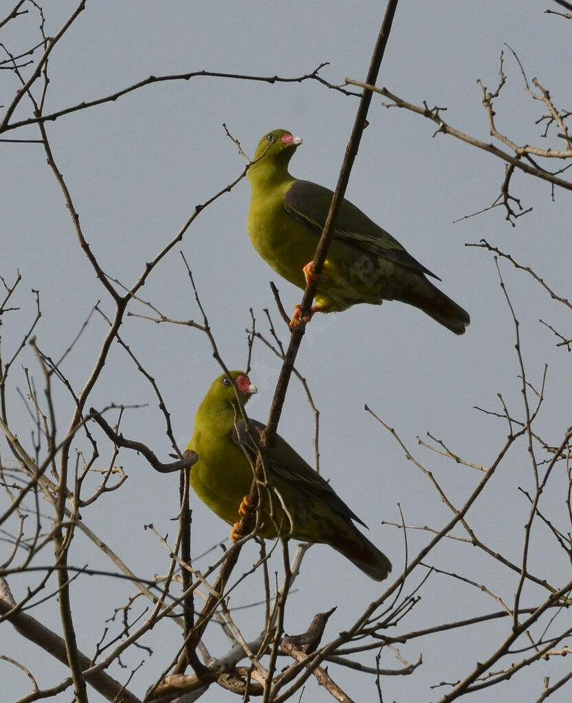 African Green Pigeonadult