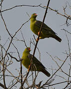 African Green Pigeon