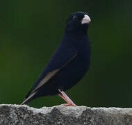 Wilson's Indigobird