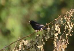 Wilson's Indigobird