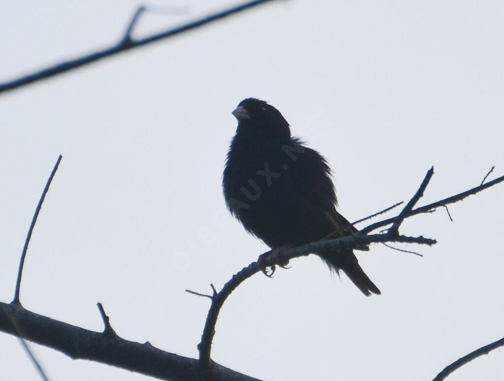 Wilson's Indigobird