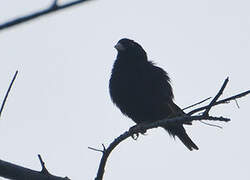 Wilson's Indigobird