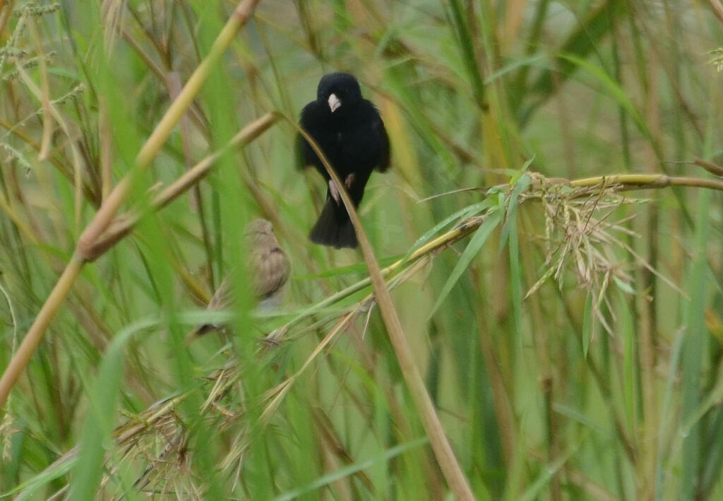 Wilson's Indigobird 