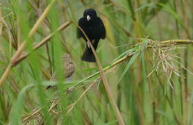 Wilson's Indigobird