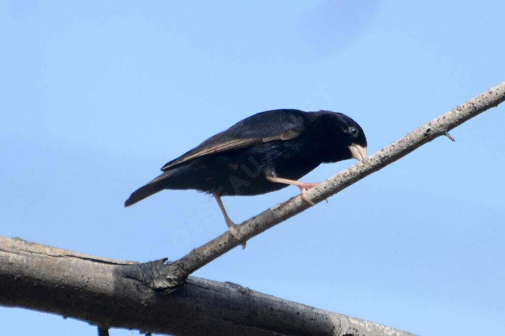 Combassou de Wilson mâle adulte, identification