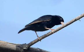 Wilson's Indigobird