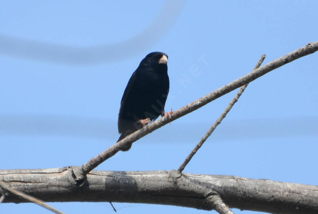 Wilson's Indigobird male adult, identification