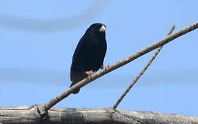 Wilson's Indigobird