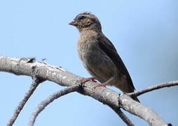 Wilson's Indigobird