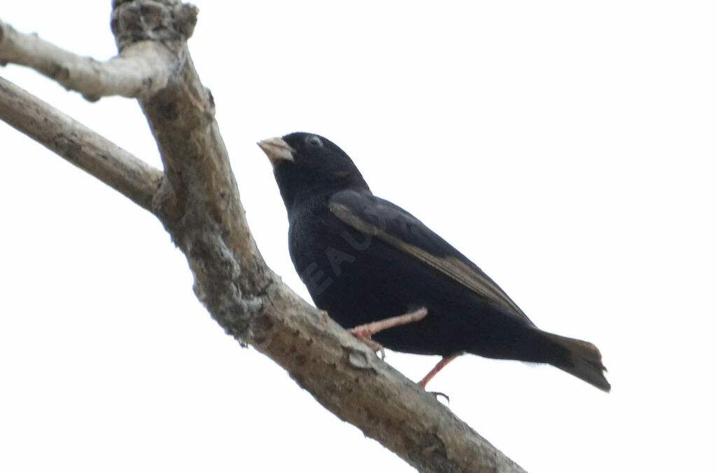 Wilson's Indigobird male adult