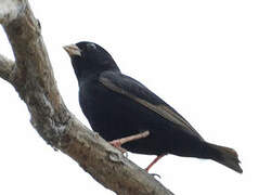 Wilson's Indigobird