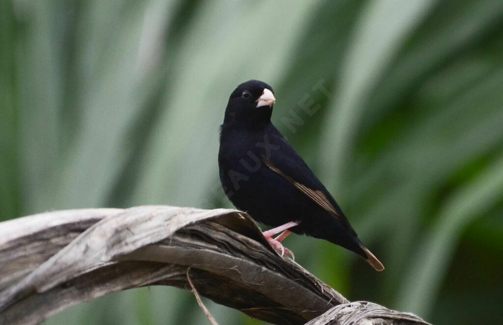 Wilson's Indigobird male adult