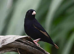 Wilson's Indigobird