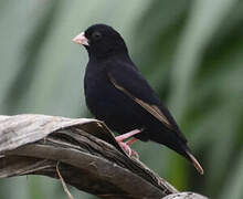 Wilson's Indigobird