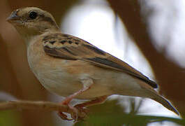 Village Indigobird