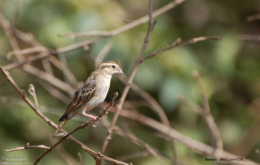 Village Indigobird female adult, identification