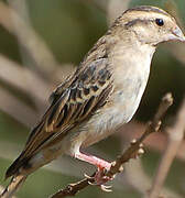 Village Indigobird