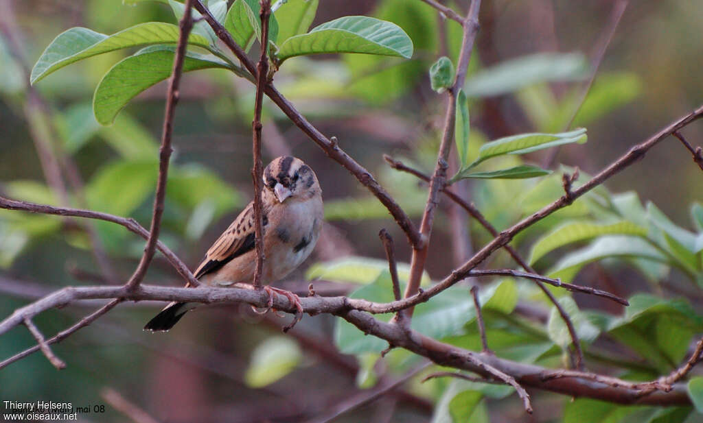 Combassou du Sénégal mâle immature, identification