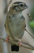 Village Indigobird