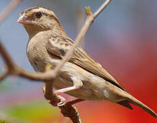 Village Indigobird