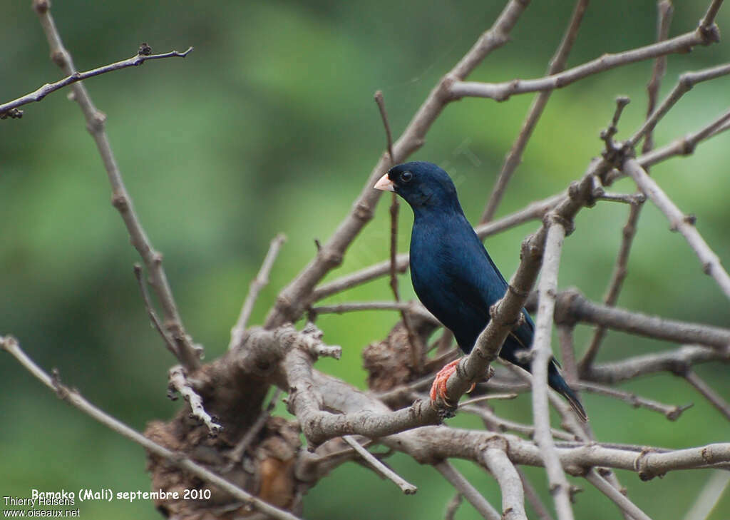 Village Indigobird male adult breeding, habitat, pigmentation