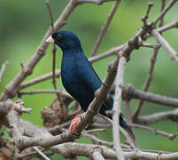 Village Indigobird