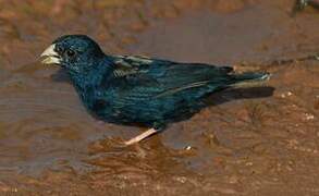 Village Indigobird