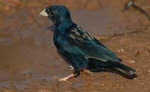 Village Indigobird