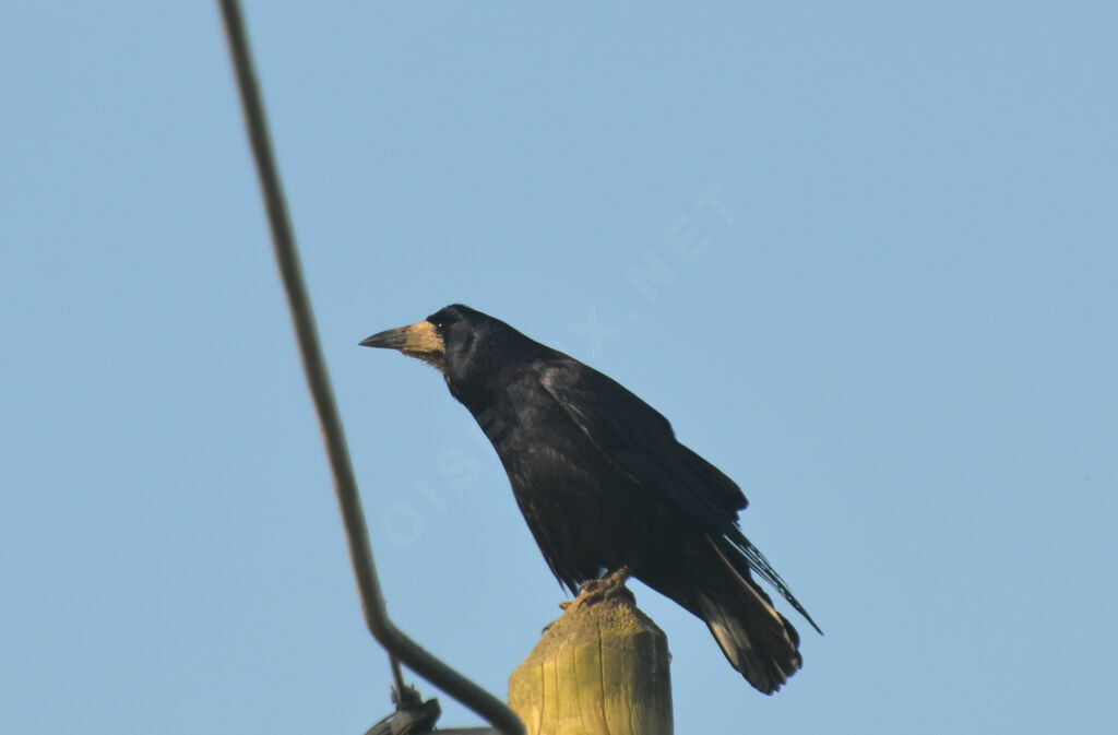 Corbeau freuxadulte