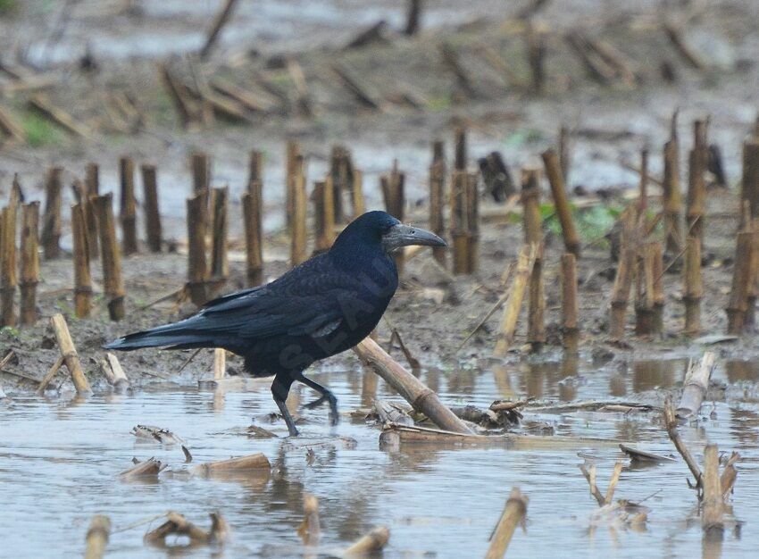 Corbeau freux