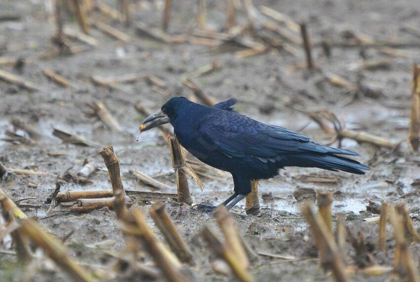 Corbeau freux