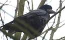 Corbeau freux
