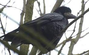 Corbeau freux