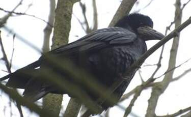 Corbeau freux