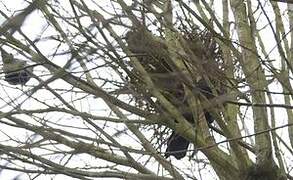 Corbeau freux