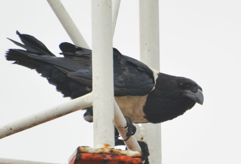 Pied Crowadult, identification