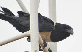 Pied Crow