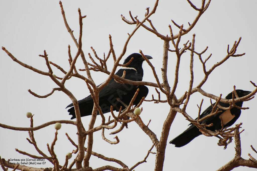 Pied Crow adult breeding