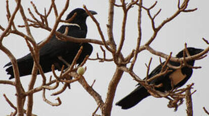 Corbeau pie